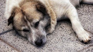 Jeste li umorni k'o pas?