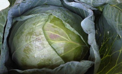 Kupus dijeta - smršajte 4 - 5 kg u samo 7 dana